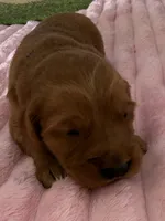 Dash, a male Golden Retriever for sale in Sebeka, MN – Photo 2 of 10