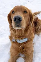 Dash, a male Golden Retriever for sale in Sebeka, MN – Photo 7 of 10