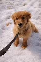 Piper , a female Golden Retriever for sale in Sebeka, MN – 10 of 10