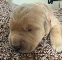 Lily, a female Golden Retriever for sale in Sebeka, MN – Photo 6 of 10