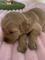 Lily, a female Golden Retriever for sale in Sebeka, MN – Photo 5 of 10