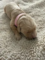 Lily, a female Golden Retriever for sale in Sebeka, MN – Photo 9 of 10