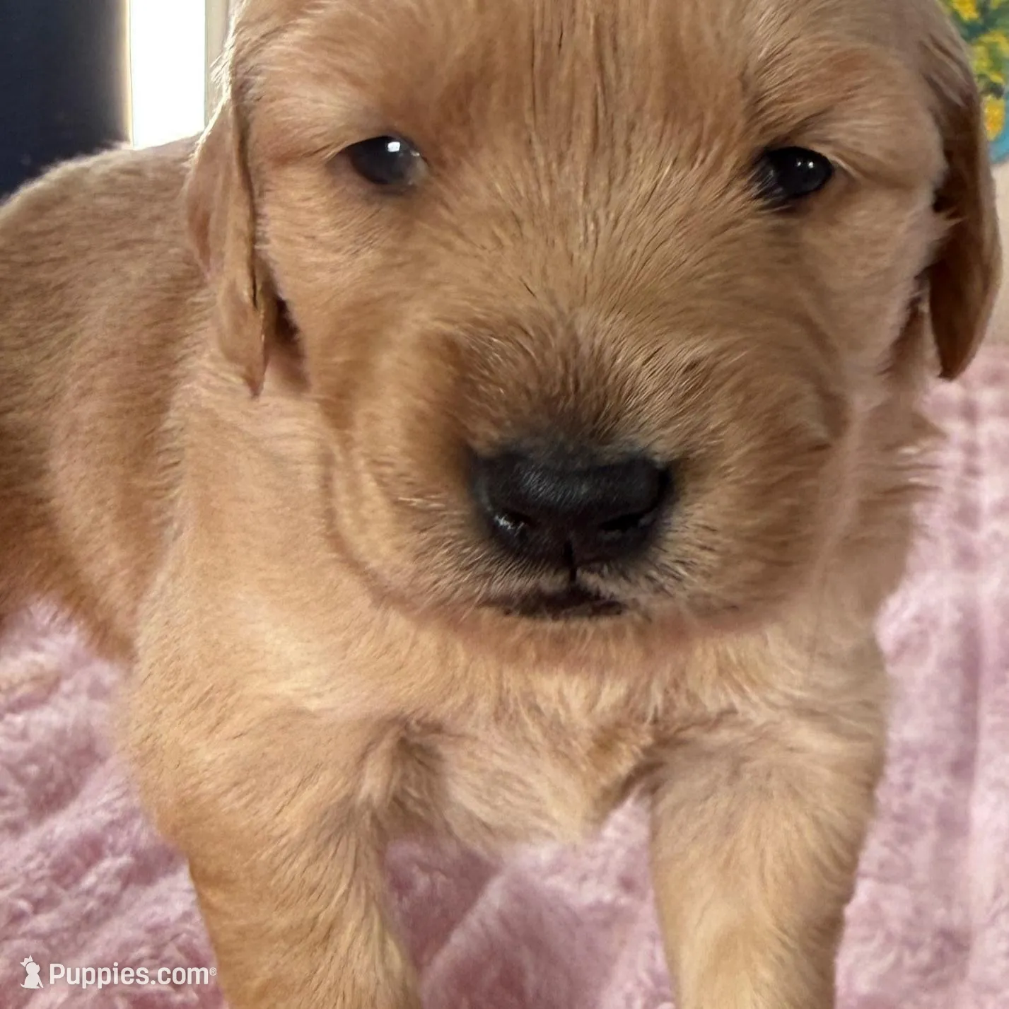 Lily, a female Golden Retriever for sale in Sebeka, MN – Photo 2 of 10