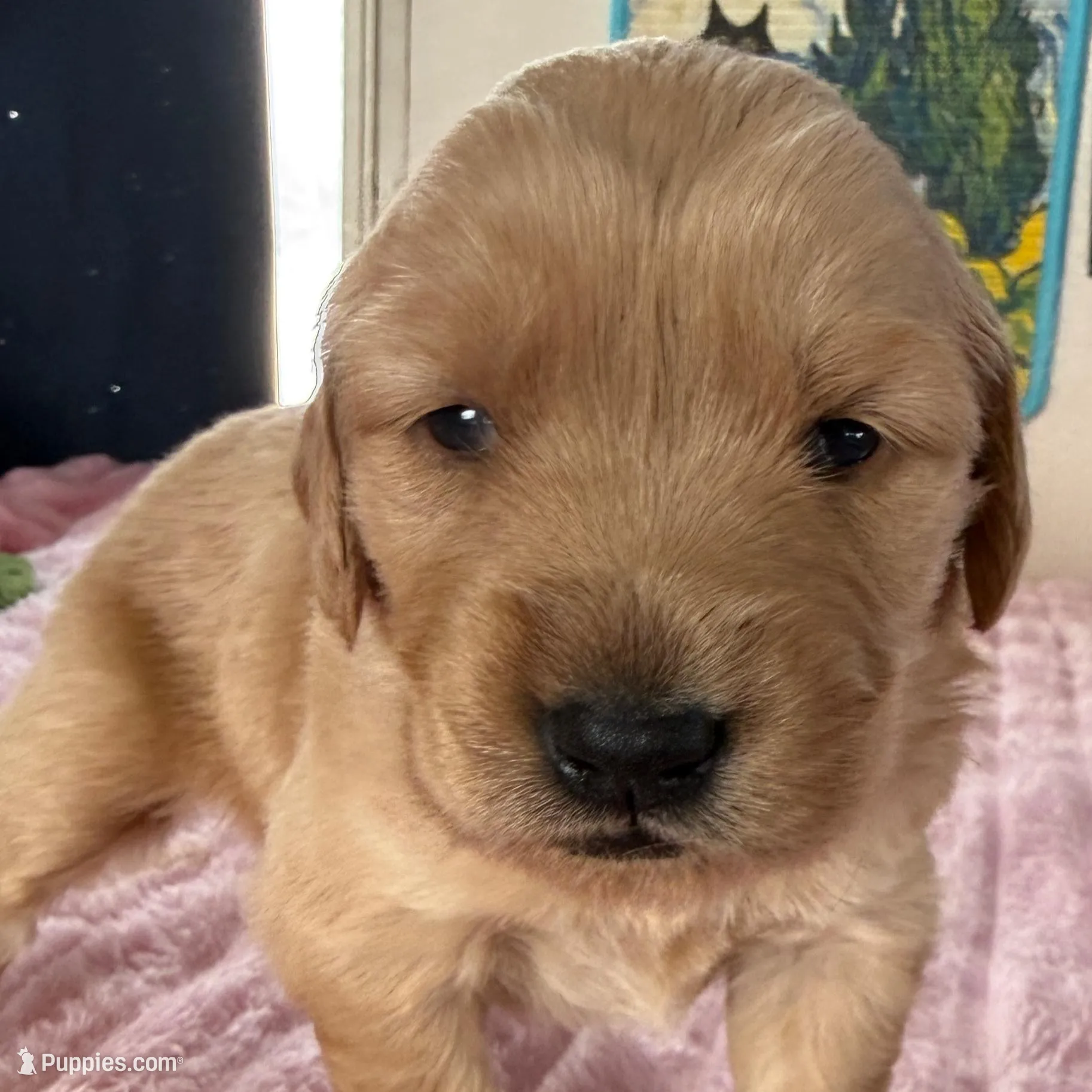 Lily, a female Golden Retriever for sale in Sebeka, MN – Photo 3 of 10