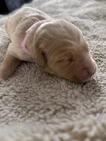 Lily, a female Golden Retriever for sale in Sebeka, MN – Photo 8 of 10