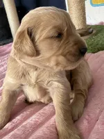 Lily, a female Golden Retriever for sale in Sebeka, MN – Photo 4 of 10