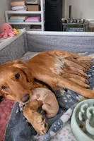 Lily, a female Golden Retriever for sale in Sebeka, MN – Photo 10 of 10