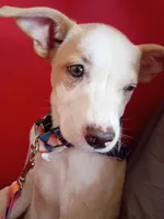 Dosi, a female Ibizan Hound for sale in Glendale, AZ – Photo 2 of 5