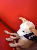 Dosi, a female Ibizan Hound for sale in Glendale, AZ – Photo 5 of 5