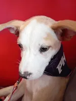 Dosi, a female Ibizan Hound for sale in Glendale, AZ – Photo 3 of 5