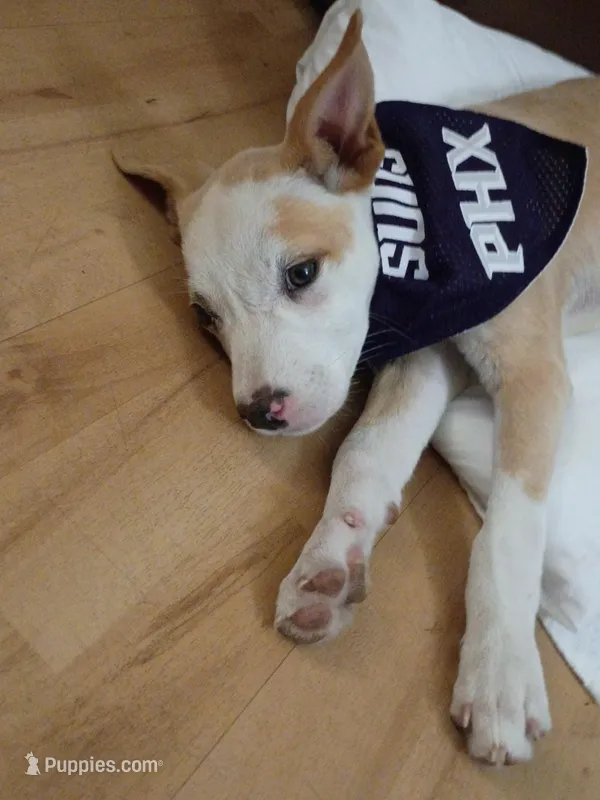 Dosi – Ibizan Hound puppy for sale in Glendale, AZ