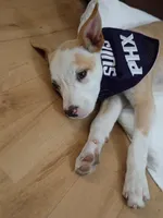 Dosi, a female Ibizan Hound for sale in Glendale, AZ – Photo 1 of 5