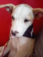 Dosi, a female Ibizan Hound for sale in Glendale, AZ – Photo 4 of 5