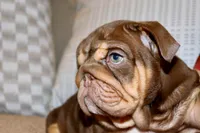 Hennessy , a female English Bulldog for sale in Chicago, IL – Photo 8 of 10