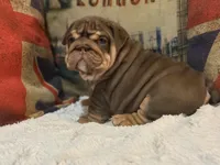 Hershey , a female English Bulldog for sale in Chicago, IL – Photo 7 of 8