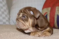 Hennessy , a female English Bulldog for sale in Chicago, IL – Photo 3 of 10