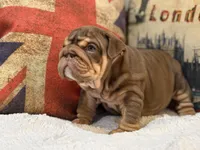 Hershey , a female English Bulldog for sale in Chicago, IL – Photo 8 of 8