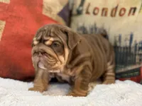 Hershey , a female English Bulldog for sale in Chicago, IL – Photo 3 of 8