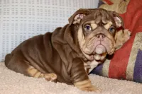 Hennessy , a female English Bulldog for sale in Chicago, IL – Photo 7 of 10