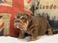 Hershey , a female English Bulldog for sale in Chicago, IL – Photo 6 of 8