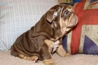 Hennessy , a female English Bulldog for sale in Chicago, IL – Photo 5 of 10