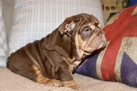 Hennessy , a female English Bulldog for sale in Chicago, IL – Photo 9 of 10
