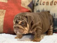 Hershey , a female English Bulldog for sale in Chicago, IL – Photo 5 of 8