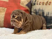 Hershey , a female English Bulldog for sale in Chicago, IL – Photo 4 of 8