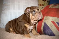 Hennessy , a female English Bulldog for sale in Chicago, IL – Photo 10 of 10