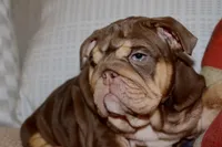 Hennessy , a female English Bulldog for sale in Chicago, IL – Photo 6 of 10