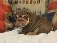 Hershey , a female English Bulldog for sale in Chicago, IL – Photo 1 of 8