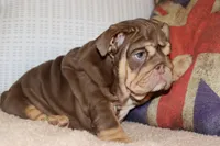 Hennessy , a female English Bulldog for sale in Chicago, IL – Photo 2 of 10