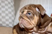 Hennessy , a female English Bulldog for sale in Chicago, IL – Photo 4 of 10