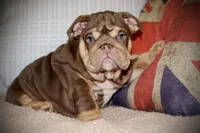 Hennessy , a female English Bulldog for sale in Chicago, IL – Photo 1 of 10