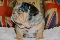 Guinness , a female English Bulldog for sale in Chicago, IL – Photo 7 of 8