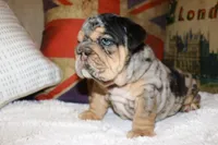 Guinness , a female English Bulldog for sale in Chicago, IL – Photo 4 of 8