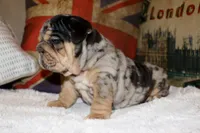 Guinness , a female English Bulldog for sale in Chicago, IL – Photo 6 of 8