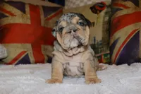 Guinness , a female English Bulldog for sale in Chicago, IL – Photo 5 of 8