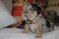 Guinness , a female English Bulldog for sale in Chicago, IL – Photo 1 of 8