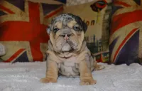 Guinness , a female English Bulldog for sale in Chicago, IL – Photo 3 of 8