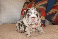 Rey, a male English Bulldog for sale in Chicago, IL – Photo 9 of 10