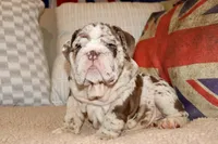 Rey, a male English Bulldog for sale in Chicago, IL – Photo 8 of 10