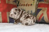 Rey, a male English Bulldog for sale in Chicago, IL – Photo 10 of 10