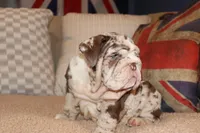 Rey, a male English Bulldog for sale in Chicago, IL – Photo 7 of 10