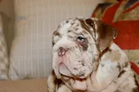 Rey, a male English Bulldog for sale in Chicago, IL – Photo 4 of 10