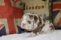 Rey, a male English Bulldog for sale in Chicago, IL – Photo 2 of 10