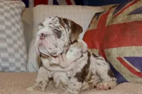 Rey, a male English Bulldog for sale in Chicago, IL – Photo 6 of 10