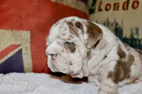Rey, a male English Bulldog for sale in Chicago, IL – Photo 3 of 10
