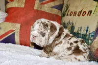 Rey, a male English Bulldog for sale in Chicago, IL – Photo 1 of 10