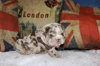 Rey, a male English Bulldog for sale in Chicago, IL – Photo 6 of 10